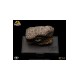 Jurassic Park 1/1 Replica Bust Velociraptor Eye 23 cm