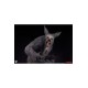 The Howling Epic Series Statue 1/3 The Howling 97 cm