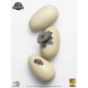 Jurassic World: Hatching Indominus Rex Egg 1:2 Scale Figure Set