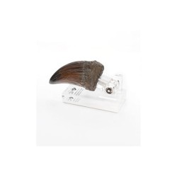 Jurassic Park Statue T-Rex Hand Claw 13 cm