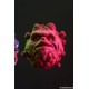 Big Trouble in Little China Action Figure 1/6 Jack Burton Sideshow Exclusive 30 cm