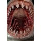 Museum Series Statue 1/4 Great White Shark (Carcharodon carcharias) 65 cm