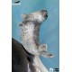 Museum Series Statue 1/4 Great White Shark (Carcharodon carcharias) 65 cm