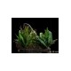 Jurassic World Fallen Kingdom Deluxe Art Scale Statue 1/10 Blue 24 cm