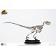 Jurassic Park: Velociraptor Skeleton Bronze 1:8 Scale Statue