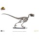 Jurassic Park: Raptor Skeleton Bronze 1:4 Scale Statue